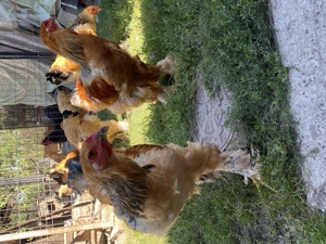 Cocoși Brahma Columbia  - imagine 5