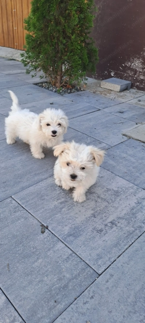 Bichon maltez talie mica  - imagine 6 Bichon maltez talie mica  - imagine 6