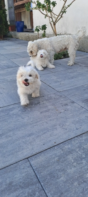 Bichon maltez talie mica  - imagine 7 Bichon maltez talie mica  - imagine 7