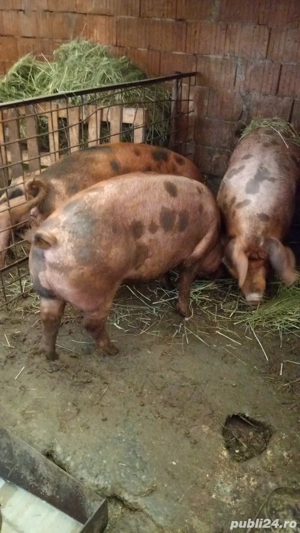 Porci de Vânzare diferite mărimi  - imagine 2 Porci de Vânzare diferite mărimi  - imagine 2