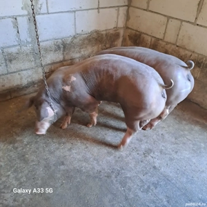 Vând 2 scrofite pietrain belgian pur pentru reproducere  - imagine 2