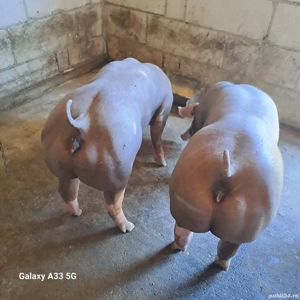 Vând 2 scrofite pietrain belgian pur pentru reproducere  - imagine 3