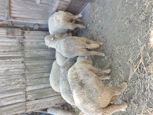 Vind berbeci 4 și 2 oi