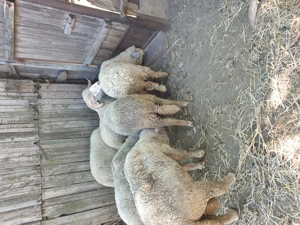 Vind berbeci 4 și 2 oi - imagine 2