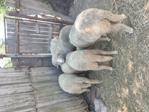 Vind berbeci 4 și 2 oi - imagine 3