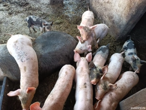 vând purcei  - imagine 4