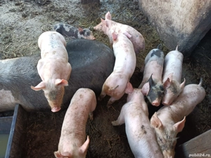 vând purcei  - imagine 3