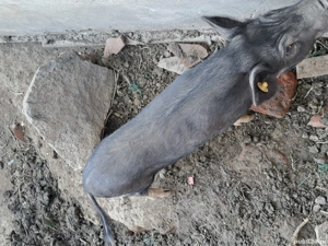 Vietnamezi masculi  - imagine 2 Vietnamezi masculi  - imagine 2