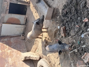 Vietnamezi masculi  - imagine 3 Vietnamezi masculi  - imagine 3