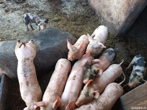 vând purcei  - imagine 2