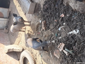 Vietnamezi masculi  - imagine 4 Vietnamezi masculi  - imagine 4