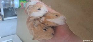 porcusori de guineea  - imagine 2