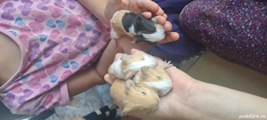 porcusori de guineea 