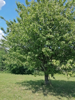  Teren Dealu Mare HD - imagine 7