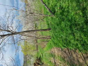 Teren intravilan Coada Malului - imagine 4