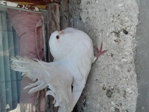 Vând porumbei albi voltati  - imagine 3