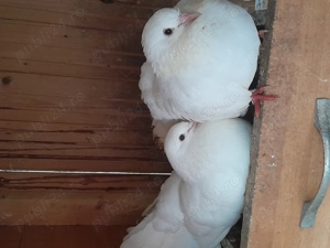 Vând porumbei albi voltati  - imagine 5