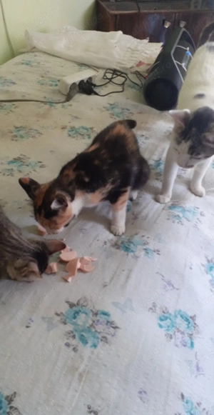 Ajutor animalute ciini pisici