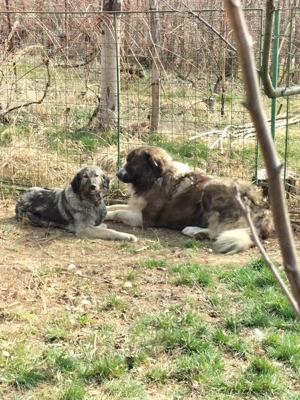 Pui Ciobanesc Carpatin  - imagine 2