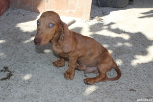 Teckel standard mascul - imagine 2