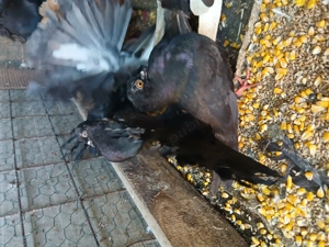 Porumbei ornament pui