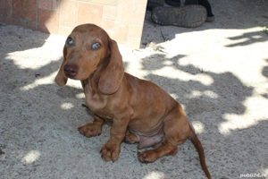 Teckel standard mascul