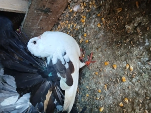 Porumbei ornament pui - imagine 2