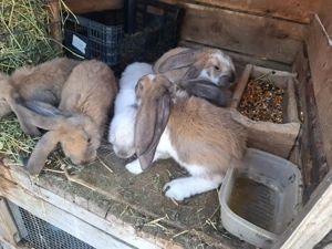 Iepuri berbec german - imagine 2