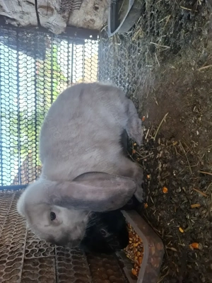 Iepuri berbec german - imagine 3