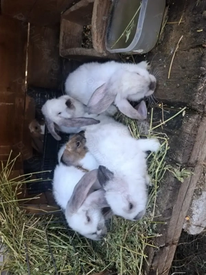 Iepuri berbec german - imagine 5