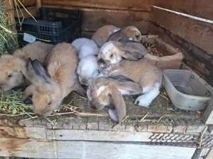 Iepuri berbec german - imagine 4