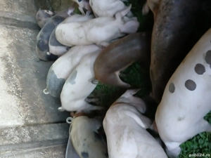 Vând purceii - imagine 2 Vând purceii - imagine 2