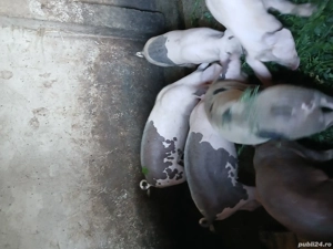 Vând purceii - imagine 3 Vând purceii - imagine 3