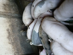 Vând purceii - imagine 4 Vând purceii - imagine 4