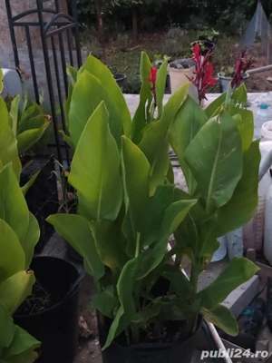 vand rizomi canna indica