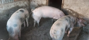 Porci de vanzare - imagine 4 Porci de vanzare - imagine 4