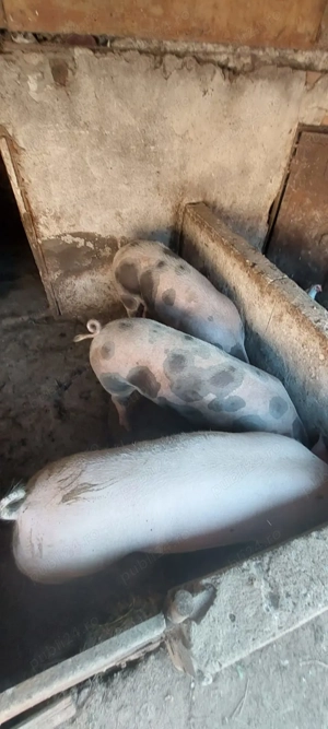 Porci de vanzare - imagine 3 Porci de vanzare - imagine 3