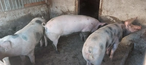 Porci de vanzare