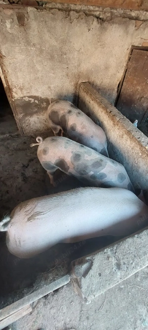 Porci de vanzare - imagine 2 Porci de vanzare - imagine 2