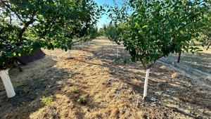 Casă de vânzare Jebel - imagine 4