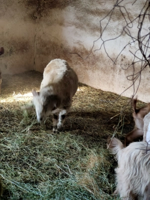 Vând un berbec si o capra stearpa  - imagine 2