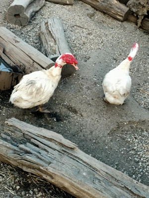 Ratoi lesesti de vânzare