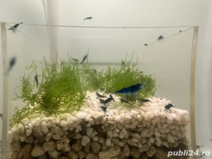 Creveti bloody mary blue sapphire mix - imagine 3 Creveti bloody mary blue sapphire mix - imagine 3