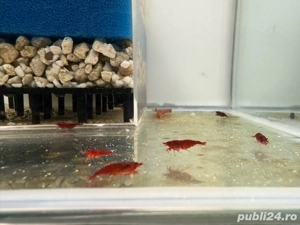 Creveti bloody mary blue sapphire mix - imagine 2 Creveti bloody mary blue sapphire mix - imagine 2