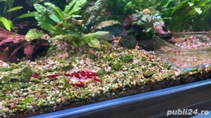 Creveti bloody mary blue sapphire mix