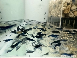 Creveti bloody mary blue sapphire mix - imagine 5 Creveti bloody mary blue sapphire mix - imagine 5