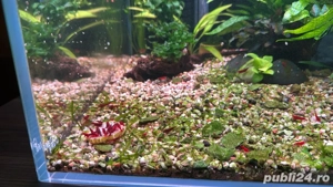 Creveti bloody mary blue sapphire mix - imagine 4 Creveti bloody mary blue sapphire mix - imagine 4