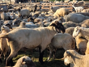 Vând berbec suffolk 2 ani 2000 de lei neg