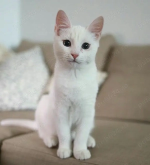 angora turcceasca - imagine 3 angora turcceasca - imagine 3