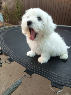 bichon maltez alb 4 luni - imagine 2 bichon maltez alb 4 luni - imagine 2